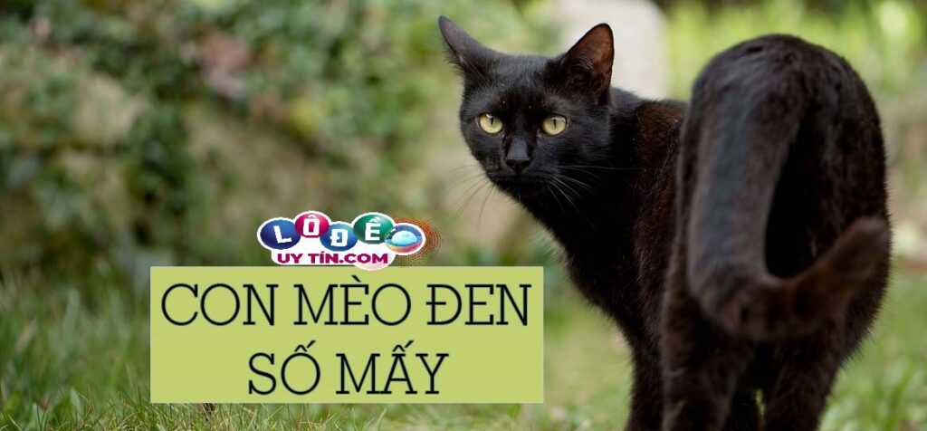 Nằm mơ thấy mèo đen đánh con gì? Là điềm báo tốt hay xấu 1 Nằm mơ thấy mèo đen đánh con gì? Là điềm báo tốt hay xấu