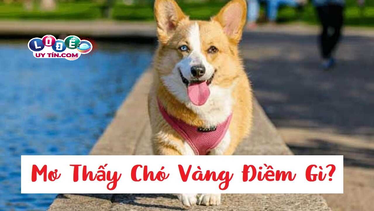 Mơ thấy chó vàng đánh con gì, điềm dữ hay lành?