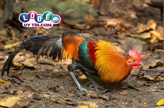 Mơ thấy gà rừng đánh con gì? Giải mã giấc chiêm bao