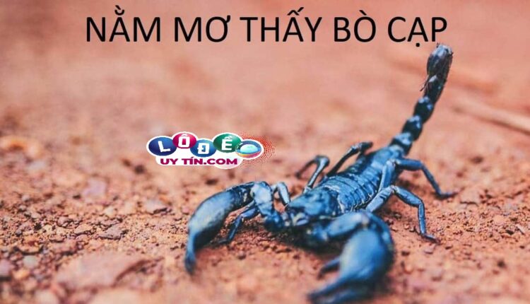 Nằm mơ thấy bò cạp có ý nghĩa gì? Đánh số gì rực rỡ