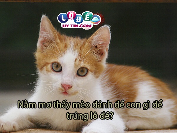 Mơ thấy mèo con là điềm gì, nên đánh con gì? 3 Mơ thấy mèo con là điềm gì, nên đánh con gì 1