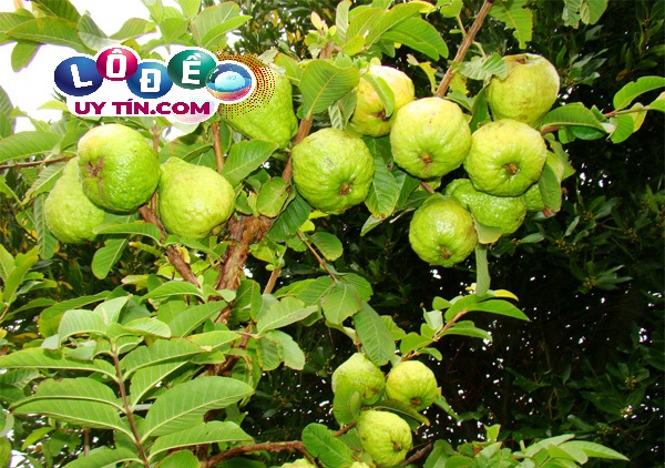 Giải mã giấc mơ thấy quả ổi đánh số gì? Điềm báo lành hay dữ 3 Giải mã giấc mơ thấy quả ổi đánh số gì? Điềm báo lành hay dữ 1
