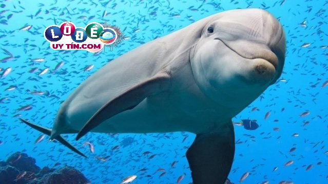 Nằm mơ thấy cá heo là điềm báo gì