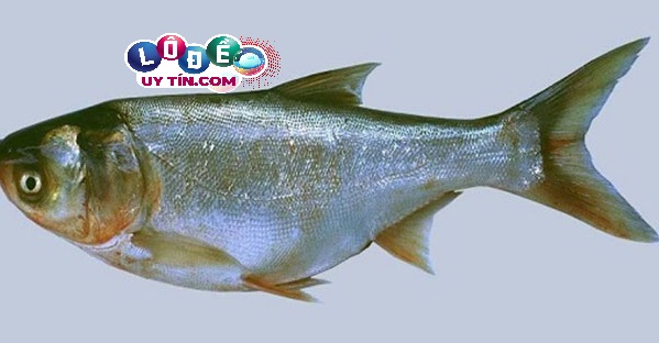 Mơ thấy cá mè đánh số mấy, có ý nghĩa gì