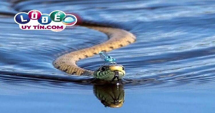 Mơ thấy rắn là điềm báo tốt hay xấu, đánh con gì? 4 Mơ thấy rắn là điềm báo tốt hay xấu, đánh con gì 1