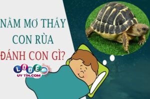 Mơ thấy rùa đánh số gì, có điềm gì không?