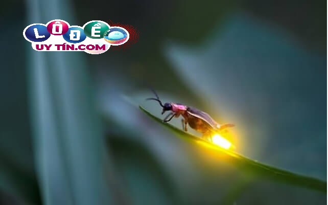 Bí mật đằng sau giấc mơ thấy đom đóm 1