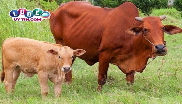 Giải mã giấc mơ thấy bò đánh con gì? Điềm báo lành hay dữ 1