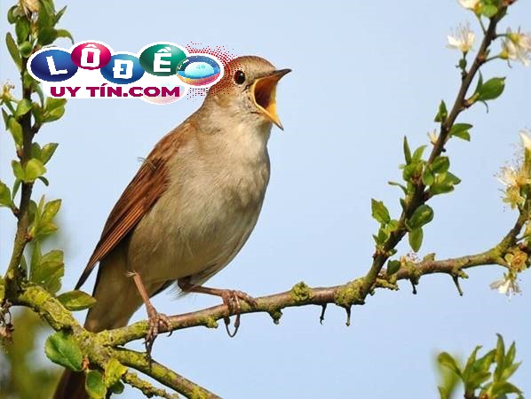 Mơ thấy chim sẻ đánh con gì? Ý nghĩa giấc mơ thấy chim sẻ 3 Mơ thấy chim sẻ đánh con gì? Ý nghĩa giấc mơ thấy chim sẻ 1