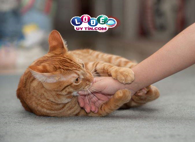 Mơ thấy mèo cắn có ý nghĩa gì, đánh con gì may mắn? 2 Mơ thấy mèo cắn có ý nghĩa gì, đánh con gì may mắn