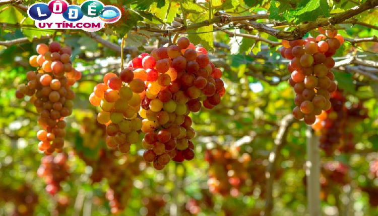Chiêm bao mơ thấy quả nho đánh số gì? Phân tích ý nghĩa 2 Chiêm bao mơ thấy quả nho đánh số gì? Phân tích ý nghĩa