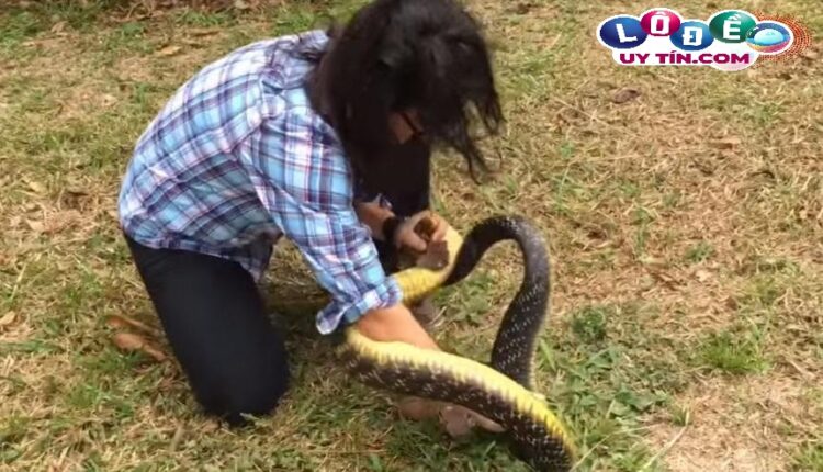 Nằm mơ bắt rắn là điềm gì, đánh con gì may mắn
