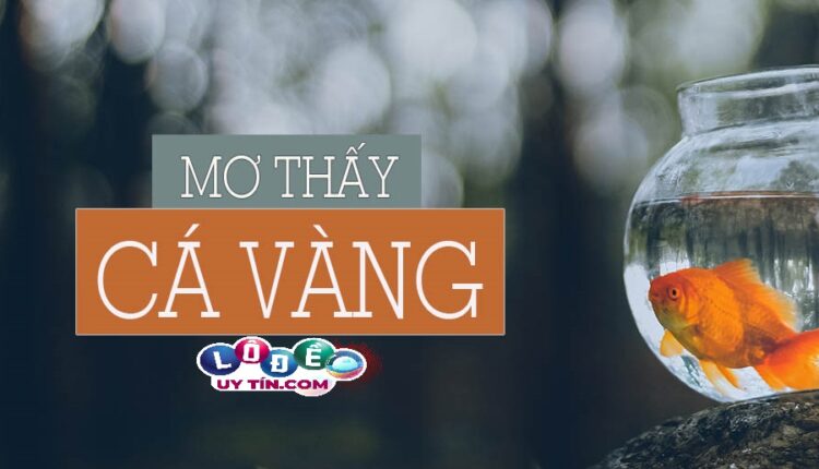 Mơ thấy cá vàng có ý nghĩa gì, đánh con gì? 2 Mơ thấy cá vàng có ý nghĩa gì, đánh con gì