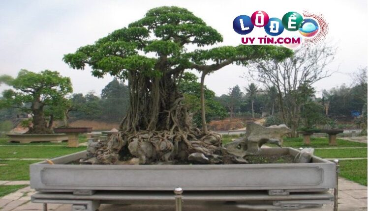 Giải mã nằm mơ thấy cây cảnh là điềm báo gì? Đánh số nào? 3 Giải mã nằm mơ thấy cây cảnh là điềm báo gì 2