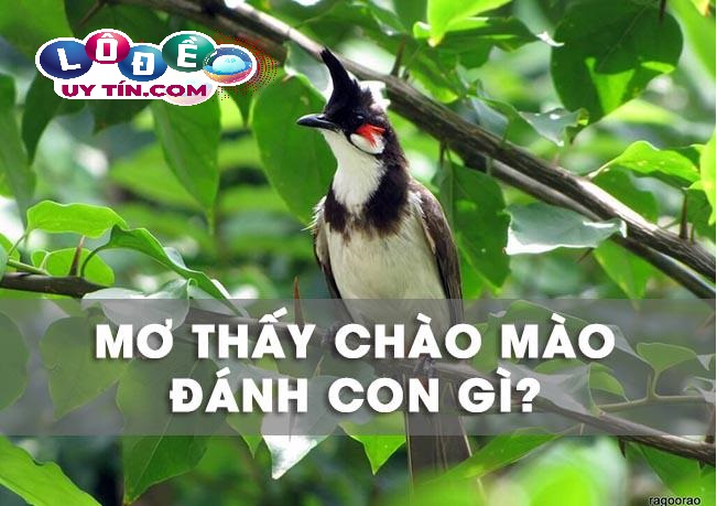 Mơ thấy chim chào mào là điềm báo gì? Nên đánh đề con gì?