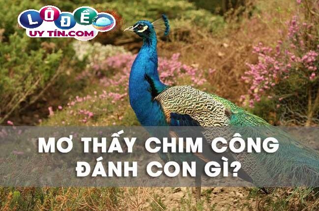 Nằm mơ thấy chim công là tốt hay xấu? Đánh con gì chuẩn nhất 1