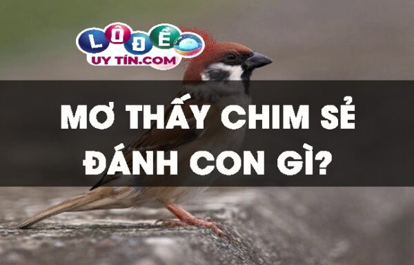 Mơ thấy chim sẻ đánh con gì? Ý nghĩa giấc mơ thấy chim sẻ 2 Mơ thấy chim sẻ đánh con gì? Ý nghĩa giấc mơ thấy chim sẻ