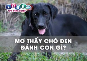 Mơ thấy chó đen, chó mực là điềm gì? Nên đánh số lô, đề nào