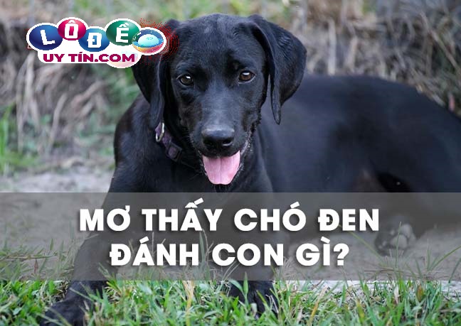 Mơ thấy chó đen, chó mực là điềm gì? Nên đánh số lô, đề nào
