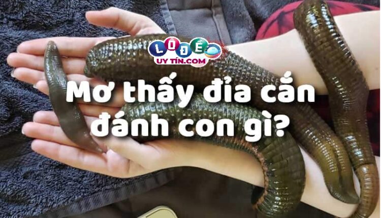 Mơ thấy con đỉa cắn đánh con gì may mắn? 2 Mơ thấy con đỉa cắn đánh con gì may mắn