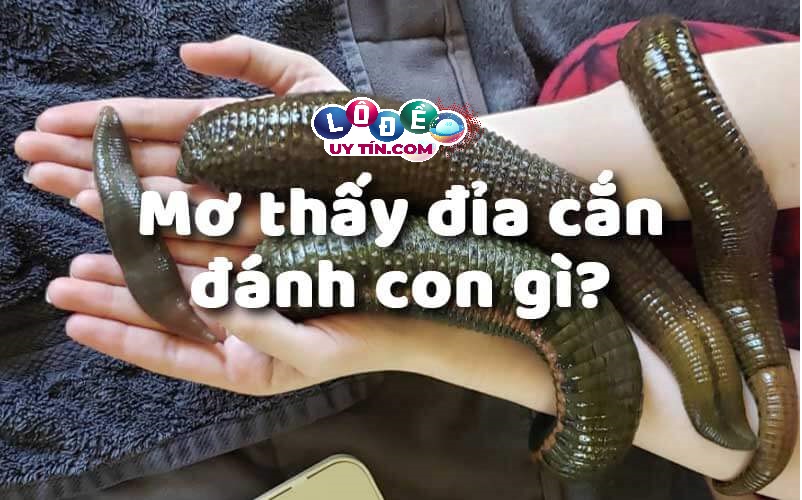 Mơ thấy con đỉa cắn đánh con gì may mắn?