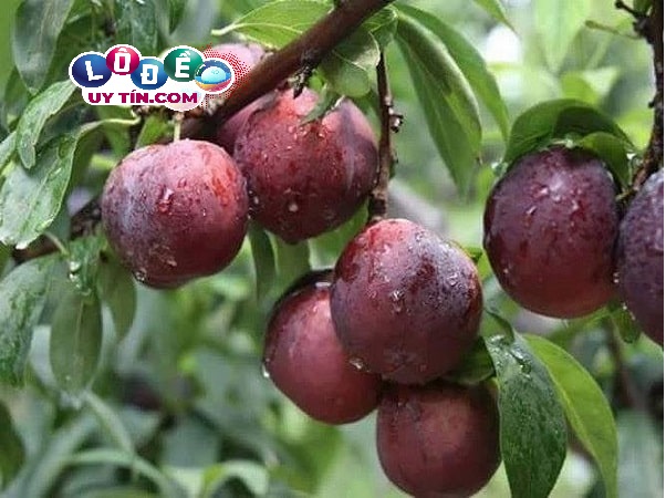 Chiêm bao mơ thấy quả mận đánh con gì? Giải mã điềm báo 1