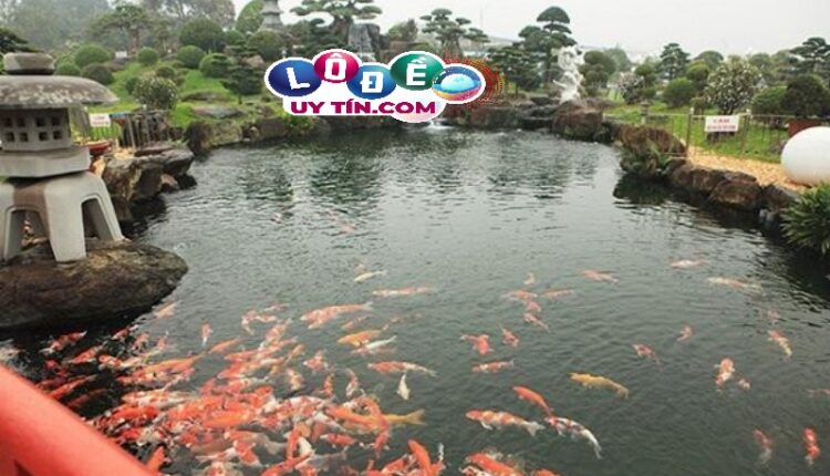 Giải mã nằm mơ thấy hồ cá là tốt hay xấu? Nên đánh con gì 1