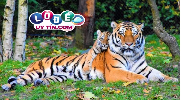 Giải mộng giấc mơ thấy hổ đánh số gì? Tìm hiểu ý nghĩa về hổ 2 Giải mộng giấc mơ thấy hổ đánh số gì