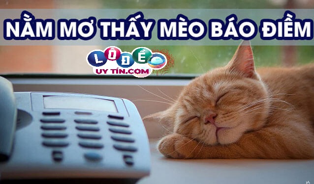 Mơ thấy mèo con là điềm gì, nên đánh con gì? 2 Mơ thấy mèo con là điềm gì, nên đánh con gì