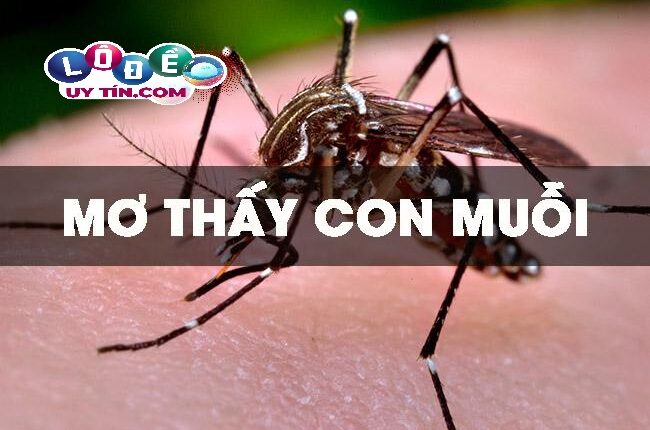 Chiêm bao mơ thấy con muỗi đánh con gì 1