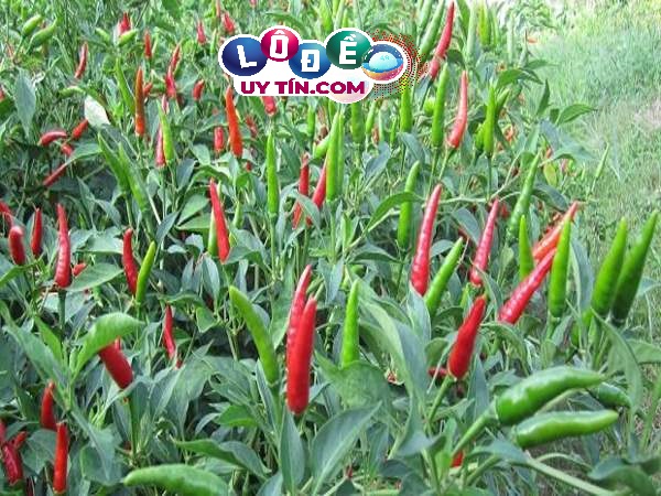 Giải mã nằm mơ thấy quả ớt đánh con gì, là điềm gì 1