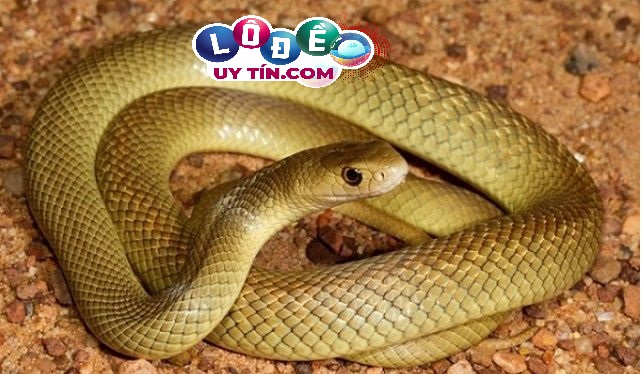 Mơ thấy 2 con rắn, 3 con rắn là điềm gì, đánh con gì? 2 Mơ thấy 2 con rắn, 3 con rắn đánh số đề theo sổ mơ dân gian