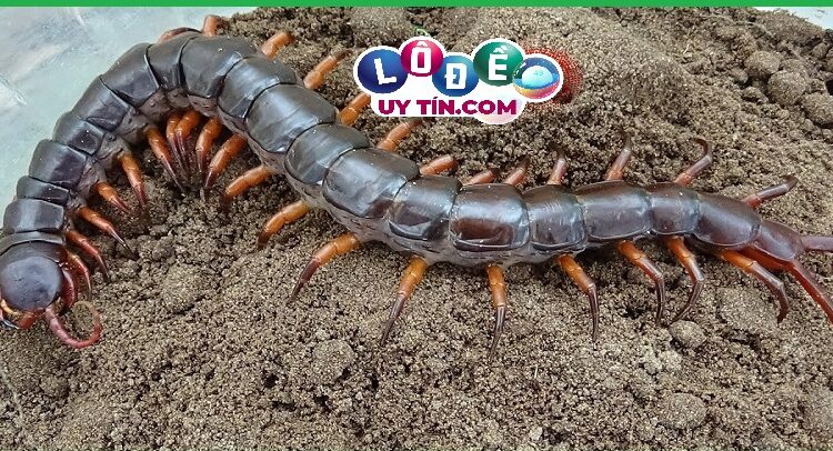 Giải mã giấc mơ thấy rết đánh con gì? Chốt số gì chuẩn xác? 3 Giải mã giấc mơ thấy rết đánh con gì? Chốt số gì chuẩn xác 1