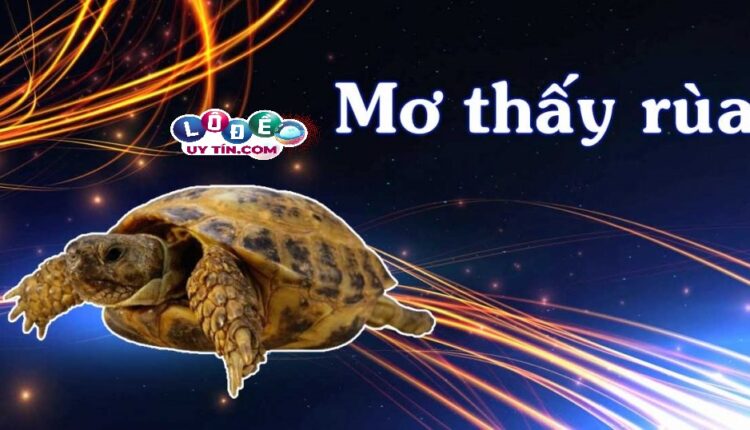 Mơ thấy rùa đánh số gì, có điềm gì không 1
