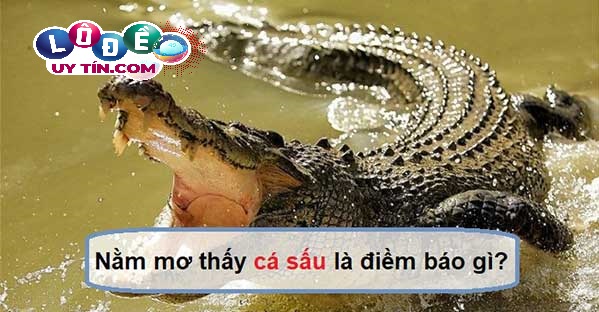 Mơ thấy cá sấu báo điềm nguy hiểm? Đánh con gì? 2 Mơ thấy cá sấu báo điềm nguy hiểm? Đánh con gì