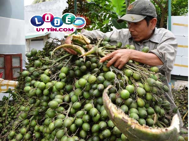 Mơ thấy quả cau đánh con gì dễ ăn? Giải mã giấc mơ 2 Mơ thấy quả cau đánh con gì dễ ăn? Giải mã giấc mơ