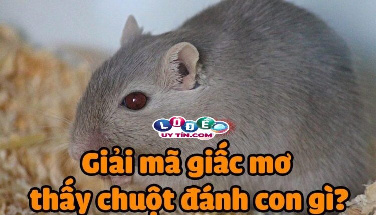 Mơ thấy chuột đánh số gì, mang điềm báo gì? 2 Mơ thấy chuột đánh số gì, mang điềm báo gì