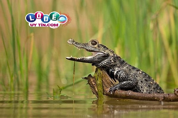 Mơ thấy cá sấu báo điềm nguy hiểm? Đánh con gì? 3 Mơ thấy cá sấu báo điềm nguy hiểm? Đánh con gì 1
