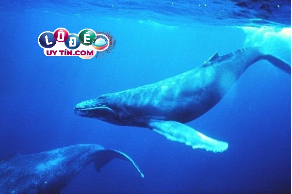 Mơ thấy cá voi đánh lô đề con gì số mấy, là báo điềm gì 
