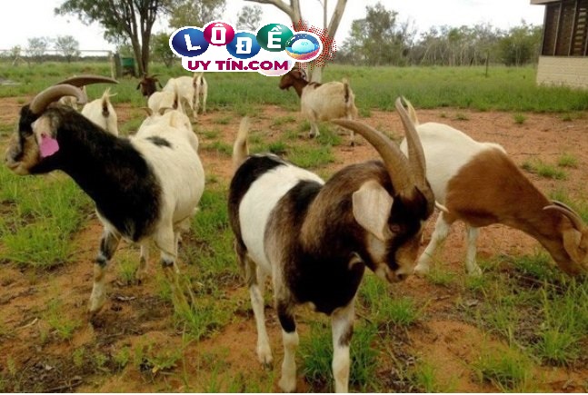 Chiêm bao mơ thấy con dê có ý nghĩa gì, đánh số mấy? 3 Chiêm bao mơ thấy con dê đánh nhau, ý nghĩa điềm báo