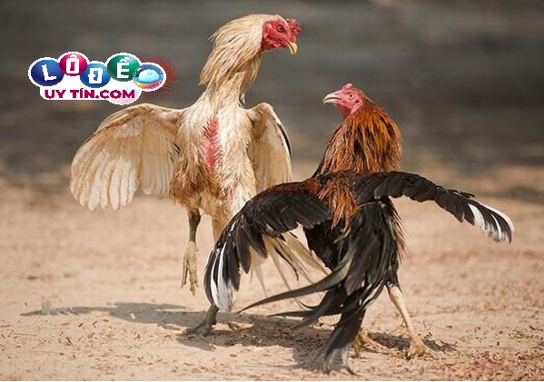 Mơ thấy gà đá nhau đánh con gì dễ ăn nhất