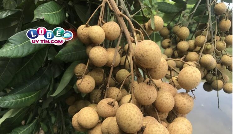 Ngủ mơ thấy quả nhãn báo hiệu điều gì 1