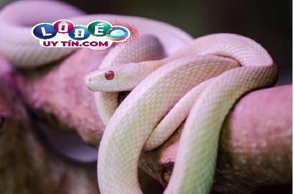 Nằm mơ thấy rắn trắng đánh con gì, là điềm gì 2