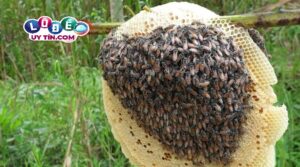Nằm mơ thấy ong có ý nghĩa gì? Giải mã giấc mơ thấy ong