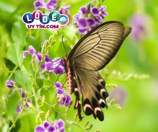 Mơ thấy bướm đánh con gì dễ trúng? Giải mã giấc mơ 4 Mơ thấy bướm đánh con gì dễ trúng? Giải mã giấc mơ 2