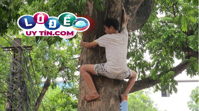 Giải mã giấc mơ trèo cây đầy đủ, chi tiết 1