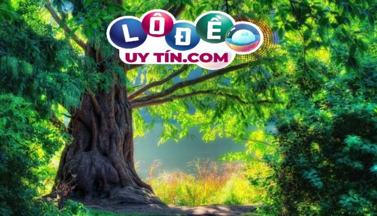 Nằm mơ thấy cây cổ thụ đánh con gì, là điềm tốt hay xấu? 2 nằm mơ thấy cây cổ thụ đánh con gì