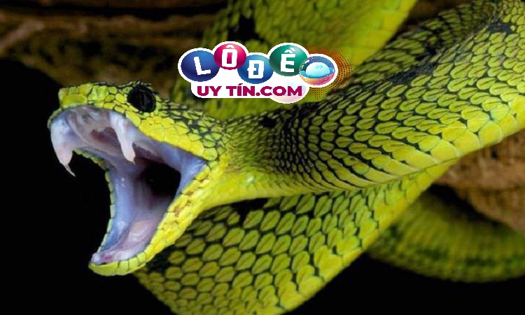 Mơ thấy rắn vào nhà đánh con gì, là điềm báo gì? 2 Mơ thấy rắn vào nhà đánh con gì, là điềm báo gì