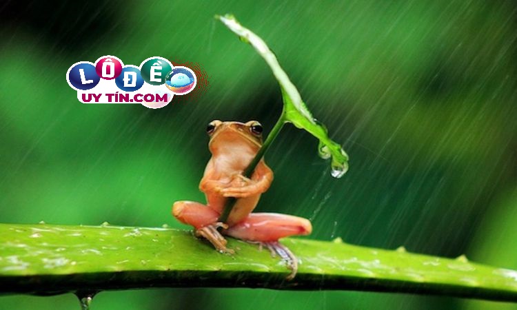 Chiêm bao mơ thấy ếch điềm lành hay dữ, đánh con gì? 3 Chiêm bao mơ thấy ếch điềm lành hay dữ, đánh con gì 1