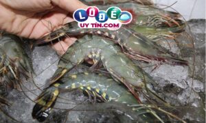 Mơ thấy con tôm đánh lô đề con gì dễ trúng, là điềm gì?